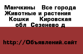 Манчкины - Все города Животные и растения » Кошки   . Кировская обл.,Сезенево д.